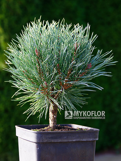 Сосна обыкновенная Шантри Блю